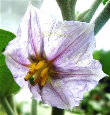  Flower